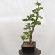 Vonkajší bonsai -Larix decidua - Smrekovec opadavý - 2/6