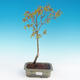 Acer palmatum aureum - Javor dlaňolistý zlatý - 2/3