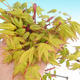 Acer palmatum aureum - Javor dlaňolistý zlatý - 2/3