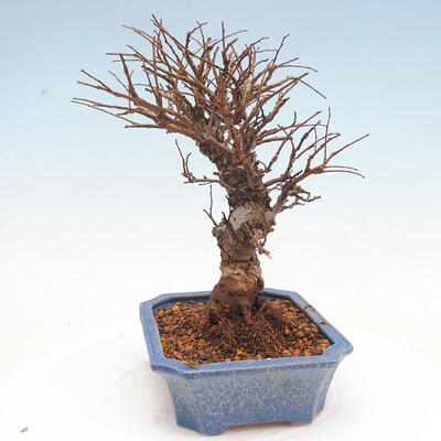 Vonkajšie bonsai - Zelkova - Zelkova Nirom - 2