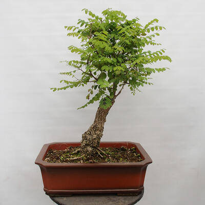 Vonkajšie bonsai - Agát - Robinia pseudoacacia - 2