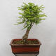 Vonkajšie bonsai - Agát - Robinia pseudoacacia - 2/6