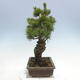 Vonkajšie bonsai - Pinus parviflora - Borovica drobnokvetá - 2/5