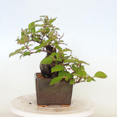 Vonkajšie bonsai - Pseudocydonia sinensis - Kdoloň čínska - 2