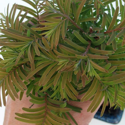 Vonkajšie bonsai - Tisovec dvojradový - 2
