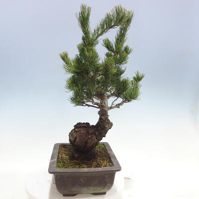 Vonkajšie bonsai - Pinus parviflora - Borovica drobnokvetá - 2