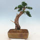 Vonkajšie bonsai - Juniperus chinensis -Jalovec čínsky - 2/6