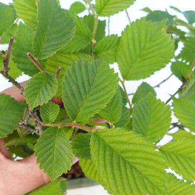 Vonkajšie bonsai - Ulmus glabra - Brest - 2