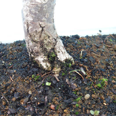 Vonkajšie bonsai - Lipa srdcovitá - 2