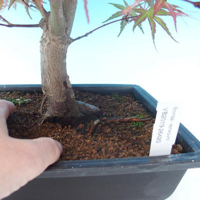 Vonkajšie bonsai - Acer palm. Atropurpureum-Javor dlaňolistý červený - 2