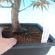 Vonkajšie bonsai - Acer palm. Atropurpureum-Javor dlaňolistý červený - 2/3