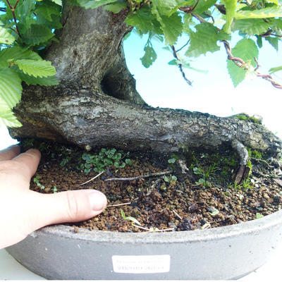 Vonkajšie bonsai - Hrab obyčajný - 2