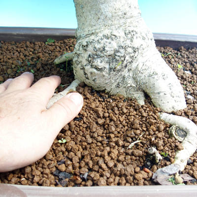 Vonkajšie bonsai - Fraxinus - Jaseň Horský - 2
