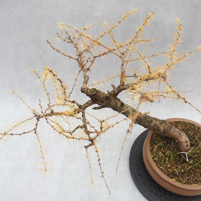 Vonkajší bonsai -Modřín opadavý - Larix decidua - 2