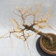 Vonkajší bonsai -Modřín opadavý - Larix decidua - 2/6
