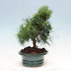 Izbová bonsai-Pinus halepensis-Borovica alepská - 2/4