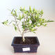 Izbová bonsai - Gardenia jasminoides-Gardenie - 2/2