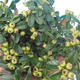Vonkajšia bonsai-Cotoneaster horizontalis-Skalník - 2/3