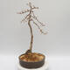 Vonkajší bonsai -Larix decidua - Smrekovec opadavý - 2/4