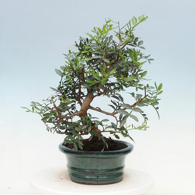 Izbová bonsai -  Pistácie - 2