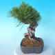 Pinus thunbergii - Borovica thunbergova - 2/5