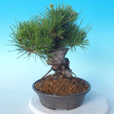 Pinus thunbergii - Borovica thunbergova - 2