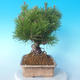 Pinus thunbergii - Borovica thunbergova - 2/5