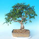 Vonkajší bonsai -Carpinus CARPINOIDES - Hrab kórejský - 2/5