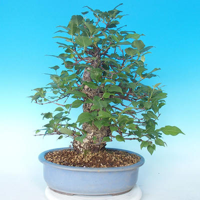 Vonkajšie bonsai - Japonská hruška Nash - Pyrus pyrifolia - 2