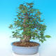Vonkajšie bonsai - Japonská hruška Nash - Pyrus pyrifolia - 2/6