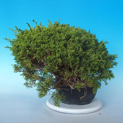 Vonkajšie bonsai - Juniperus chinensis Itoigawa - Jalovec čínsky - 2