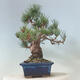 Vonkajší bonsai - Pinus parviflora - borovica drobnokvetá - 2/4