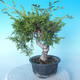 Vonkajšie bonsai - Juniperus chinensis Itoigawa - Jalovec čínsky - 2/6