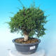 Vonkajšie bonsai - Juniperus chinensis Itoigawa - Jalovec čínsky - 2/6