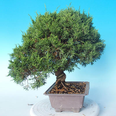 Vonkajšie bonsai - Juniperus chinensis Itoigawa - Jalovec čínsky - 2