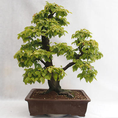 Vonkajšie bonsai - Hrab obyčajný - Carpinus betulus VB2019-26689 - 2