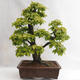 Vonkajšie bonsai - Hrab obyčajný - Carpinus betulus VB2019-26689 - 2/5