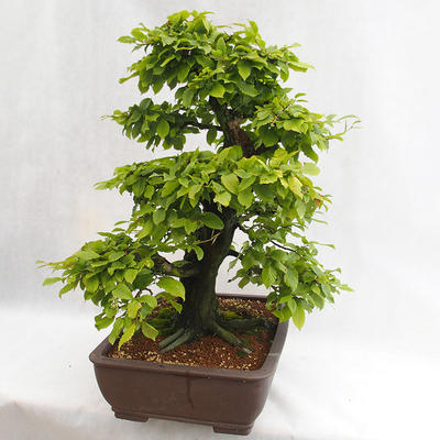 Vonkajšie bonsai - Hrab obyčajný - Carpinus betulus VB2019-26690 - 2