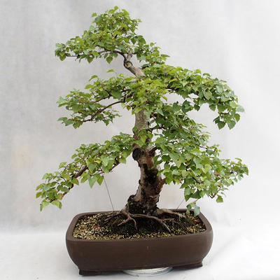 Vonkajšie bonsai - Betula verrucosa - Breza previsnutá VB2019-26695 - 2