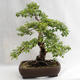 Vonkajšie bonsai - Betula verrucosa - Breza previsnutá VB2019-26695 - 2/5