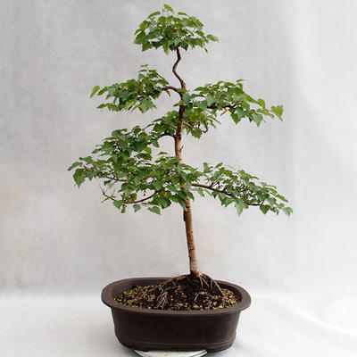 Vonkajšie bonsai - Betula verrucosa - Breza previsnutá VB2019-26696 - 2