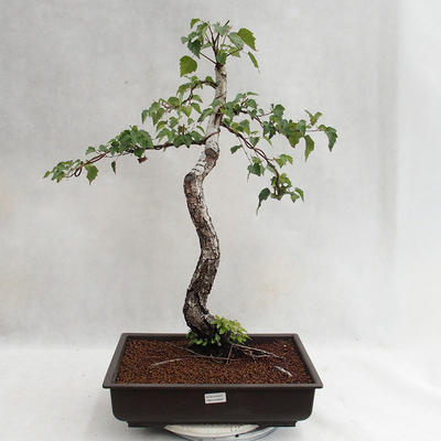 Vonkajšie bonsai - Betula verrucosa - Breza previsnutá VB2019-26697 - 2