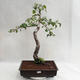 Vonkajšie bonsai - Betula verrucosa - Breza previsnutá VB2019-26697 - 2/5