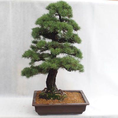 Vonkajšie bonsai - Pinus sylvestris - Borovica lesná VB2019-26699 - 2