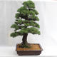 Vonkajšie bonsai - Pinus sylvestris - Borovica lesná VB2019-26699 - 2/6