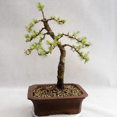 Vonkajší bonsai -Larix decidua - Smrekovec opadavý VB2019-26702 - 2
