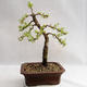 Vonkajší bonsai -Larix decidua - Smrekovec opadavý VB2019-26702 - 2/4