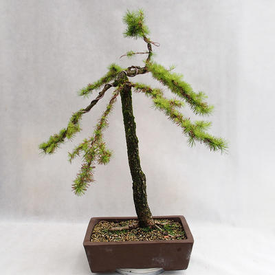 Vonkajší bonsai -Larix decidua - Smrekovec opadavý VB2019-26704 - 2