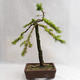 Vonkajší bonsai -Larix decidua - Smrekovec opadavý VB2019-26704 - 2/5