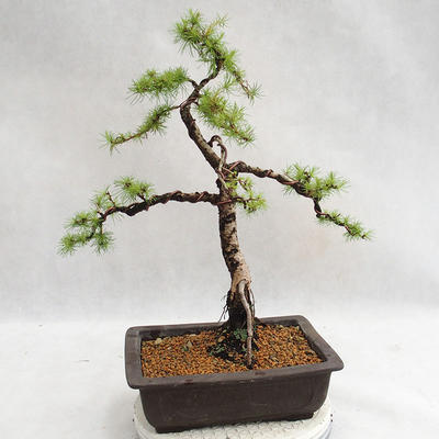 Vonkajší bonsai -Larix decidua - Smrekovec opadavý VB2019-26707 - 2